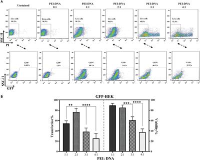 T-cells engineered with a novel VHH-based chimeric antigen receptor against CD19 exhibit comparable tumoricidal efficacy to their FMC63-based counterparts